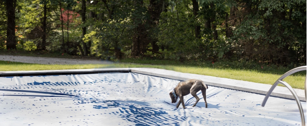 dog on closed automatic pool cover